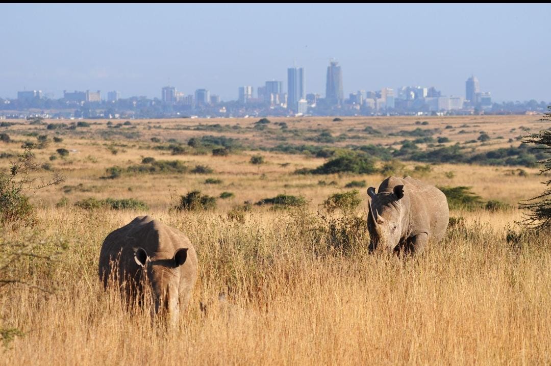 NAIROBI NATIONAL PARK BY AFRICAN STEENBOK